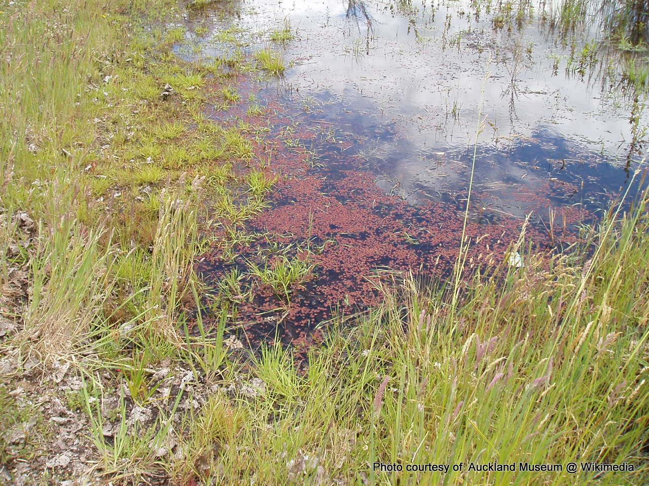 Phil Bendle Collection:Azolla pinnata (Ferny azolla) - CitSciHub