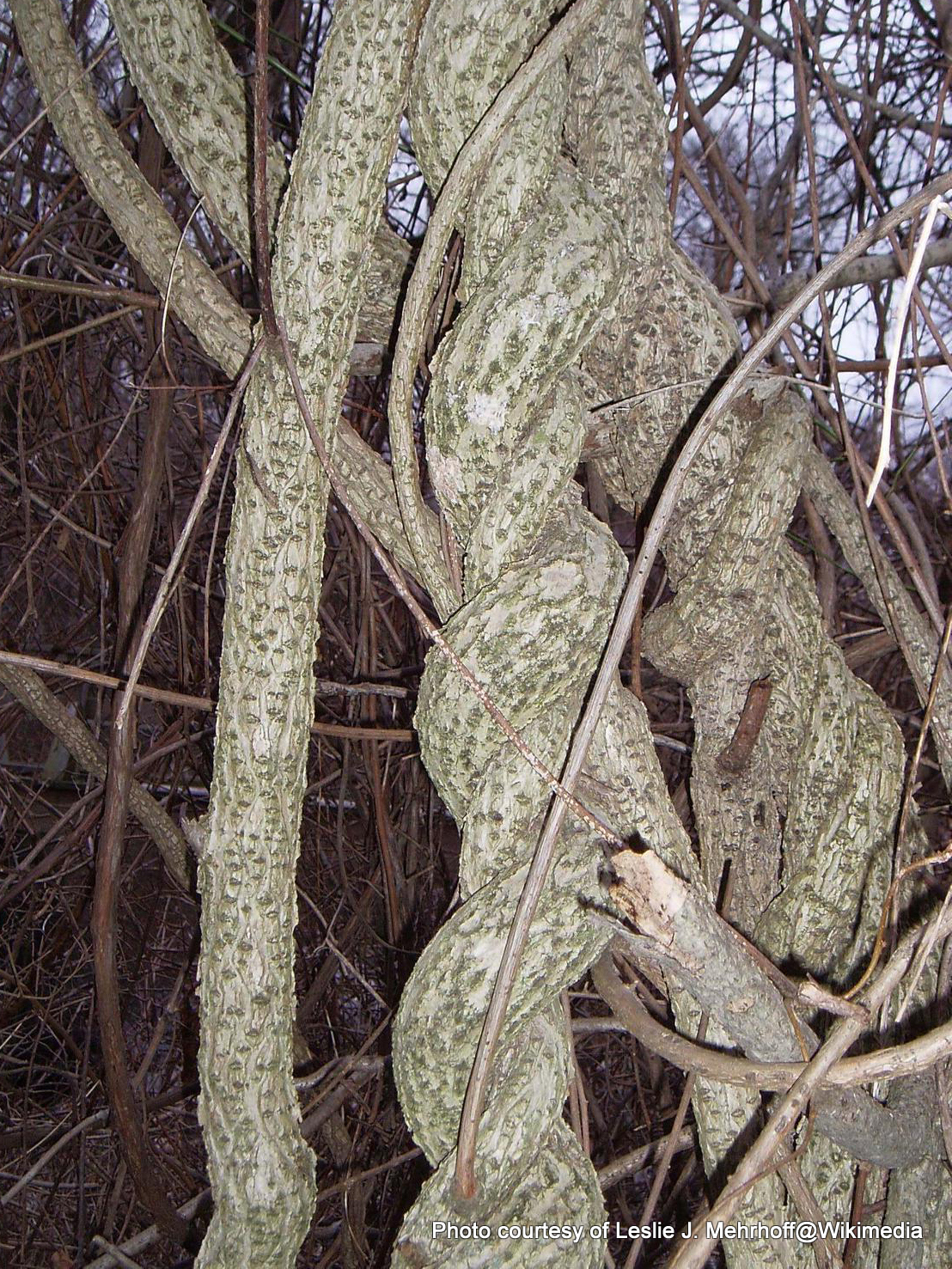 File1Celastrusorbiculatus, (4).jpg CitSciHub