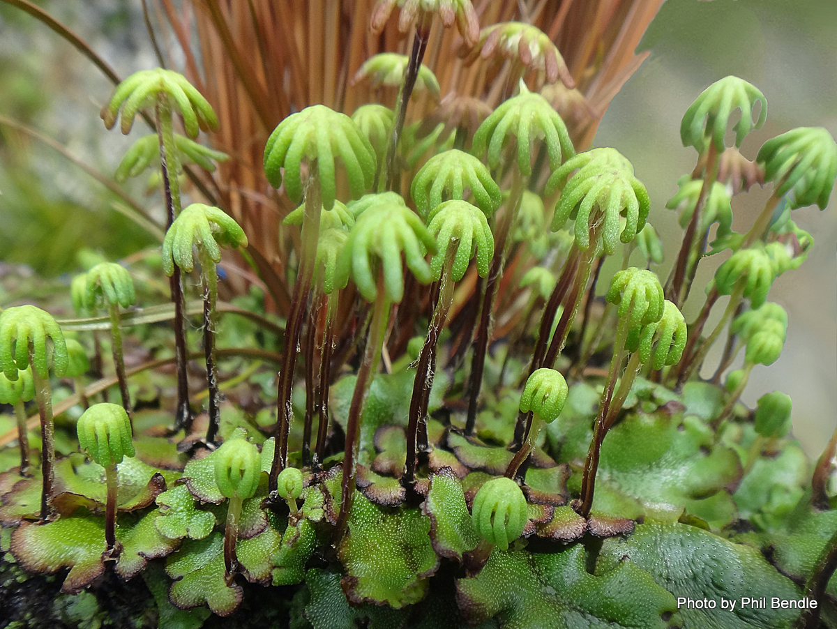 Phil Bendle Collection Marchantia Polymorpha Common Liverwort CitSciHub