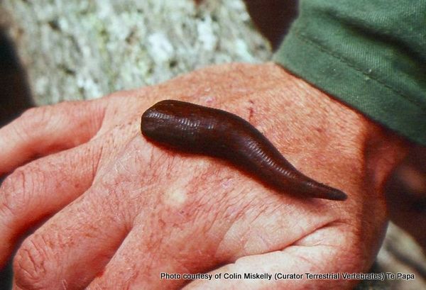 Phil Bendle Collection:Leeches (Family Hirudinidae) - CitSciHub