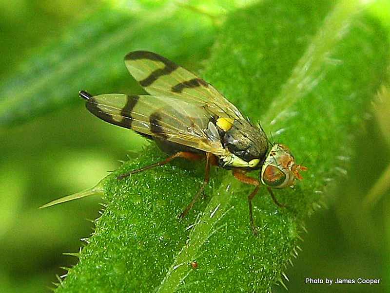 Phil Bendle Collection Fly Thistle Gall Fly Urophora Stylata CitSciHub