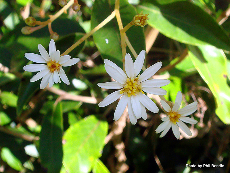 Phil Bendle Collection:Olearia cheesemanii (Streamside tree daisy ...