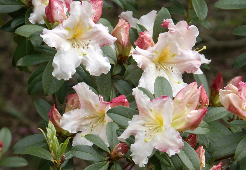 Phil Bendle Collection:Rhododendron species - CitSciHub