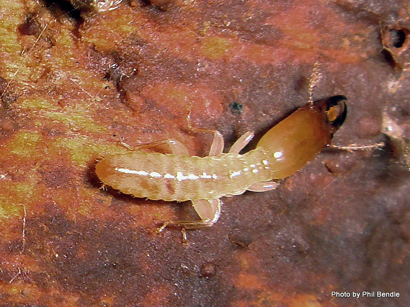 Phil Bendle Collection:Termites (Epifamily Termitoidae) - CitSciHub