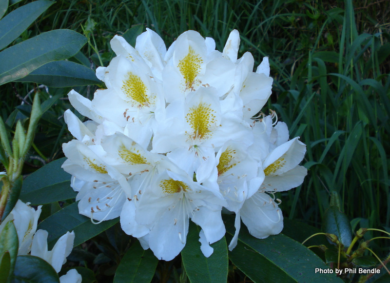 Phil Bendle Collection:Rhododendron species - CitSciHub
