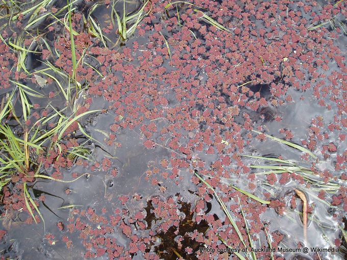 Phil Bendle Collection:Azolla pinnata (Ferny azolla) - CitSciHub