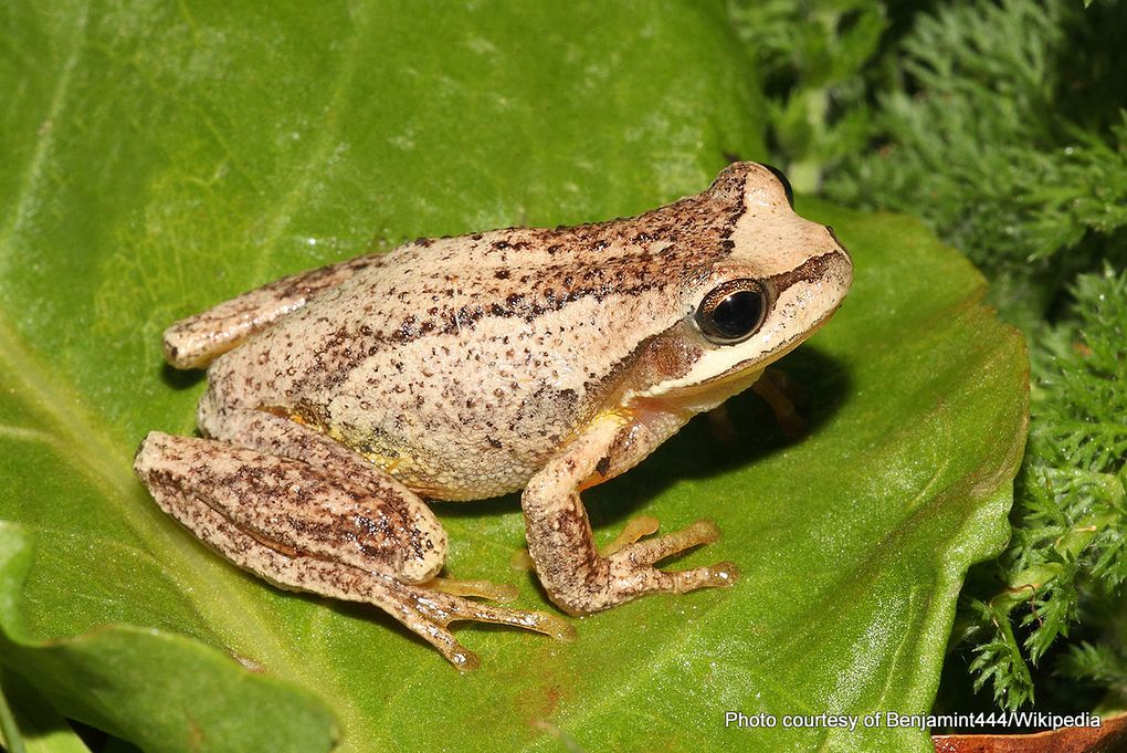 Phil Bendle Collection:Frog (BrownTree frog) Litoria ewingii - CitSciHub