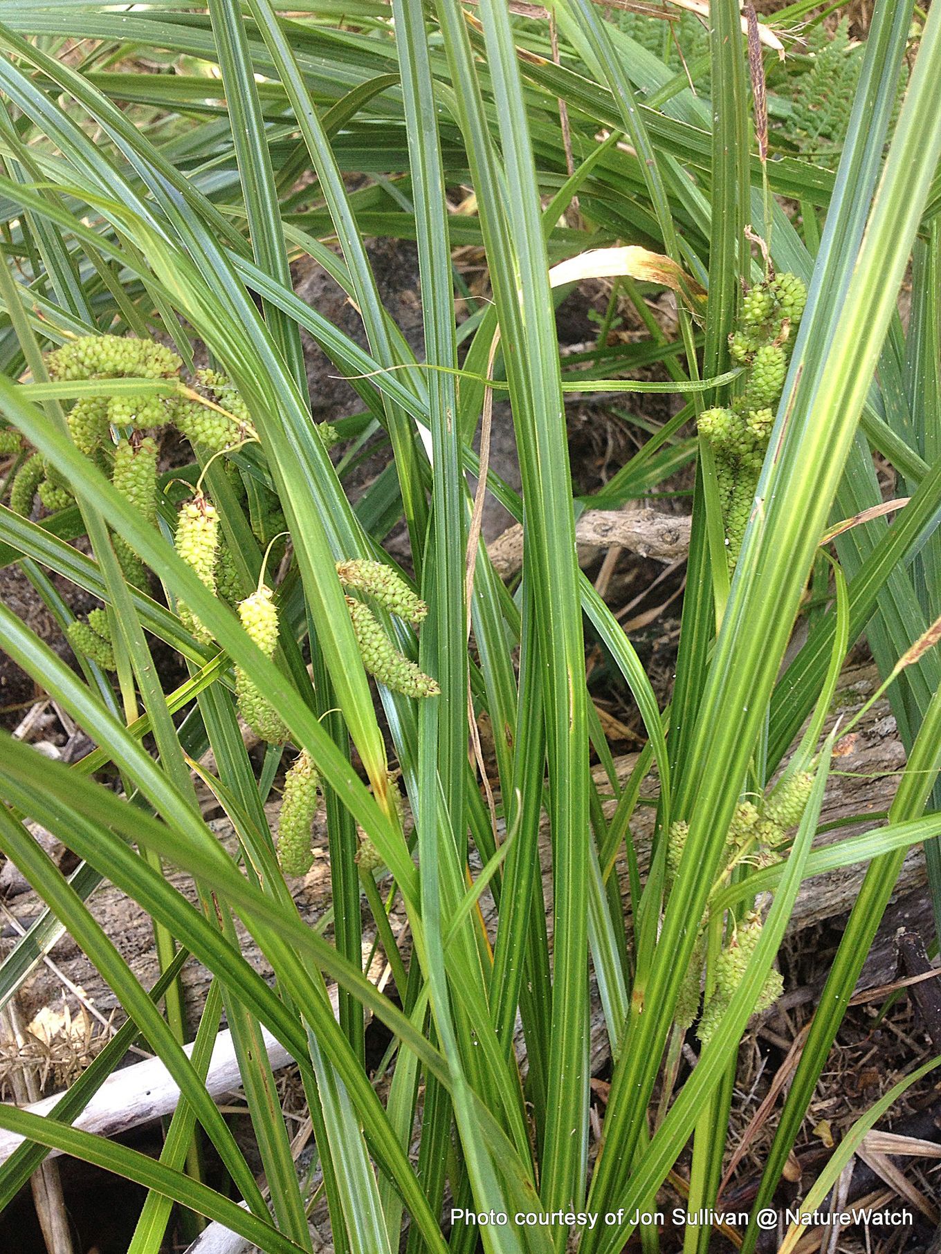 Phil Bendle Collection Carex Geminata Wetland Cutty Grass Native CitSciHub