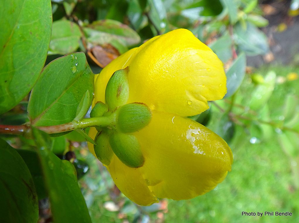 Phil Bendle Collection:Hypericum patulum (Goldencup St. Johnswort ...