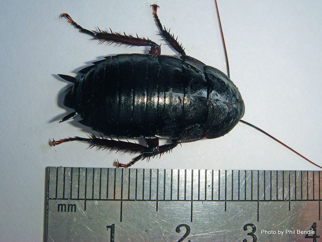 Phil Bendle Collection:Cockroach (Black) Maoriblatta novaeseelandiae ...