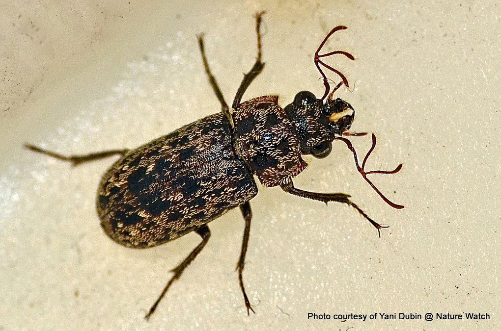 Phil Bendle Collection:Beetle (Stag) Family Lucanidae - CitSciHub