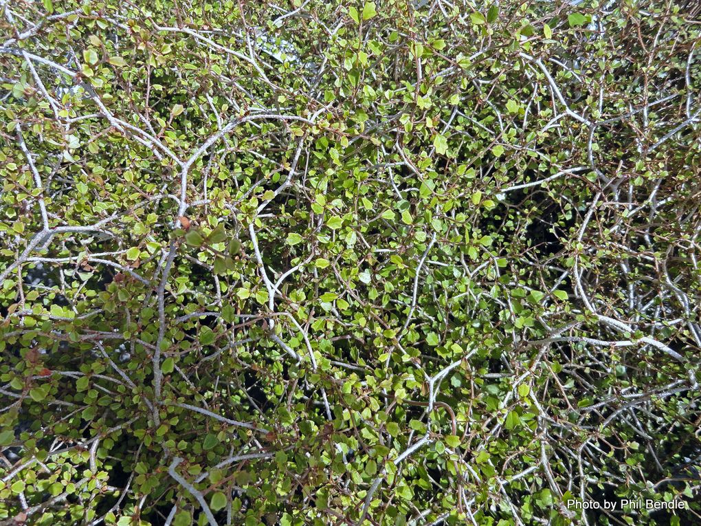 Phil Bendle Collection:Pennantia corymbosa (Kaikomako) - CitSciHub
