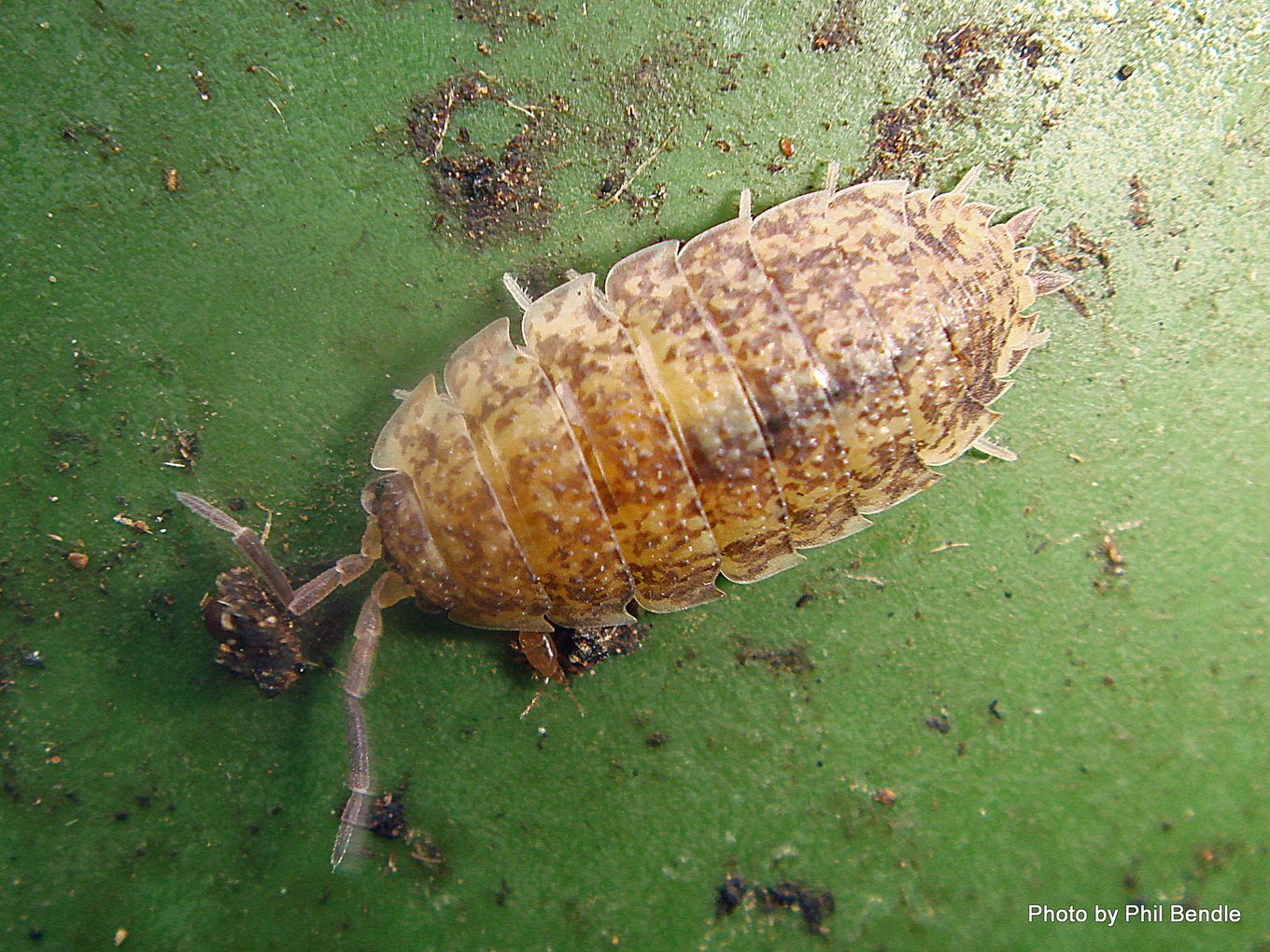Phil Bendle Collection:Woodlice (Porcellio scaber) - CitSciHub