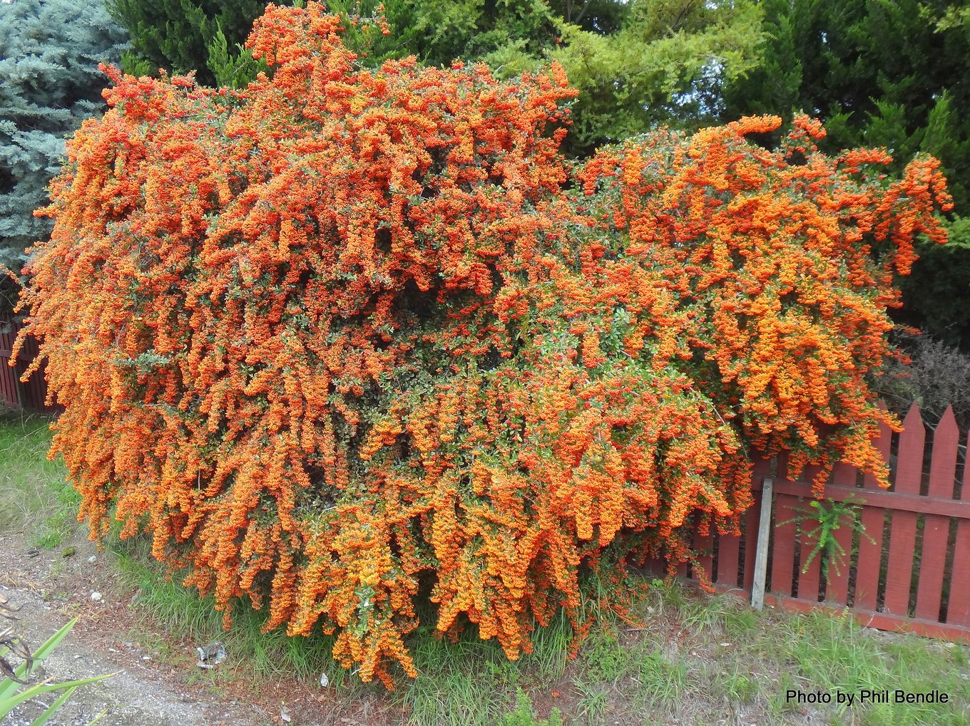 Phil Bendle CollectionPyracantha (Firethorn) CitSciHub