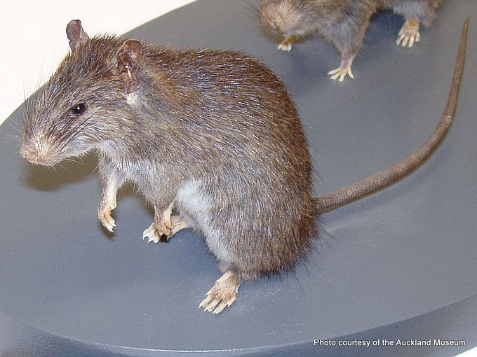 Phil Bendle Collection:Rat (Kiore) Rattus exulans - CitSciHub