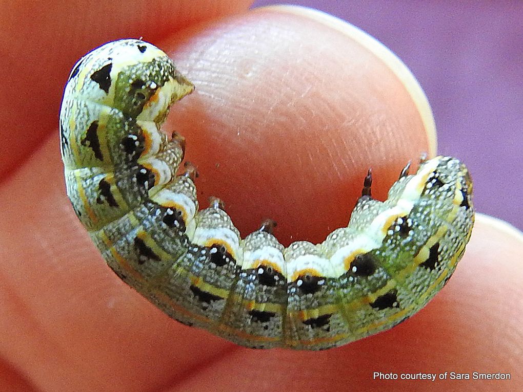 Phil Bendle Collection:Spodoptera litura (Tropical armyworm moth ...