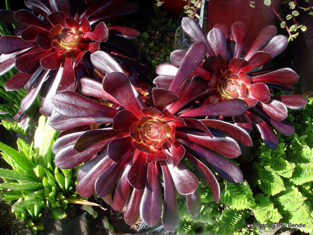 Phil Bendle Collection:Aeonium arboreum Zwartkop (Large Purple Aeonium ...
