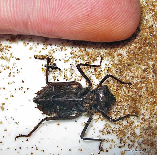 Category:Invertebrates (Freshwater) - CitSciHub