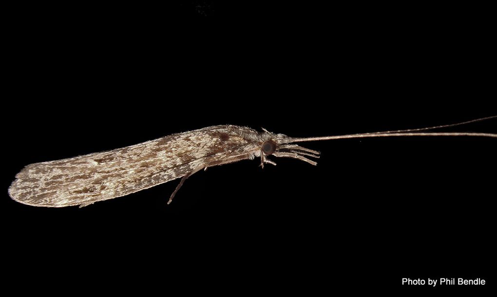 Phil Bendle CollectionCaddisfly (Longhorned) Family Leptoceridae CitSciHub