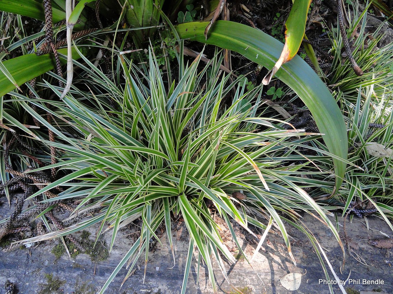 Осока морроу aureovariegata. Осока морроу (carex morrowii `irish green`). Осока морроу (carex morrowii ). Осока моррова "вариегата". Осока карекс морроу вариегата.