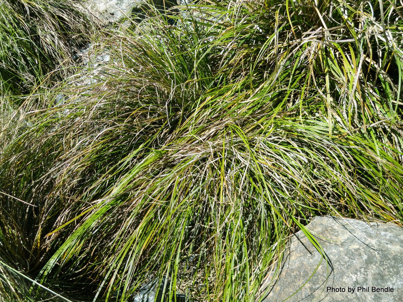 Phil Bendle Collection:Carex solandri (Solander s Sedge) Native - CitSciHub