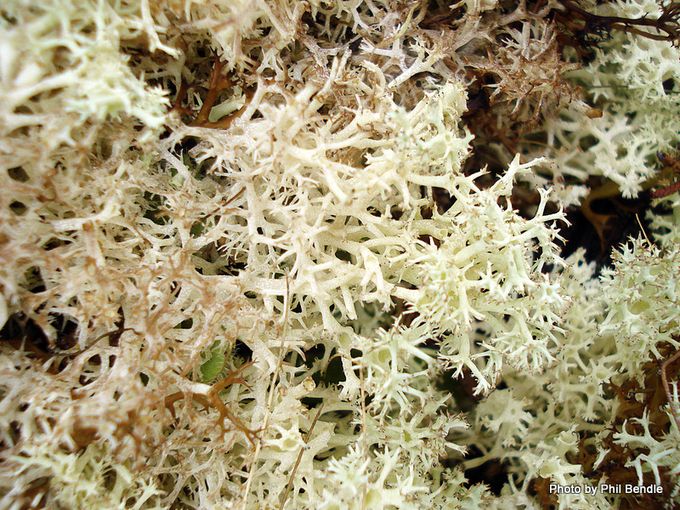 Cladonia confusa Cup lichen Synonym Cladina leptoclada 1 .JPG