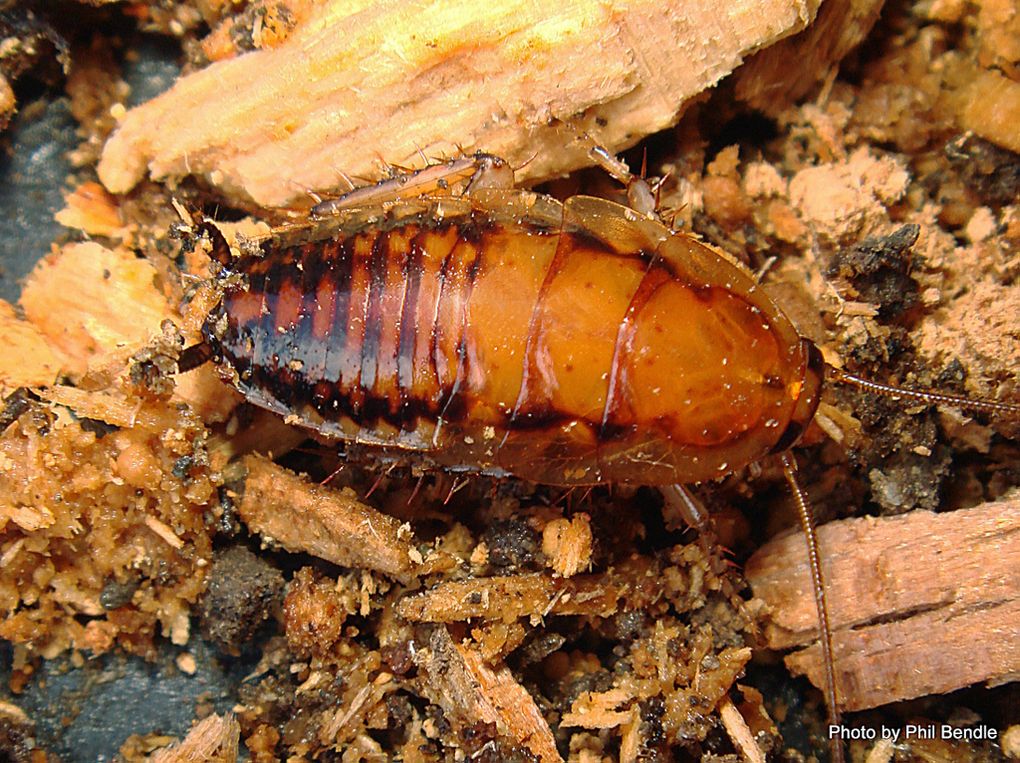 Phil Bendle Collection:Cockroach (Native Bush) Celatoblatta spp ...