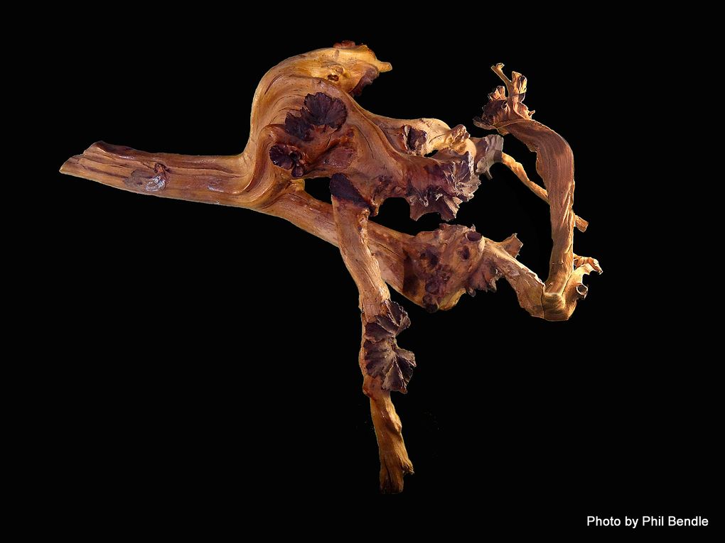 Phil Bendle Collection:Dactylanthus taylorii (Wood Rose) - CitSciHub