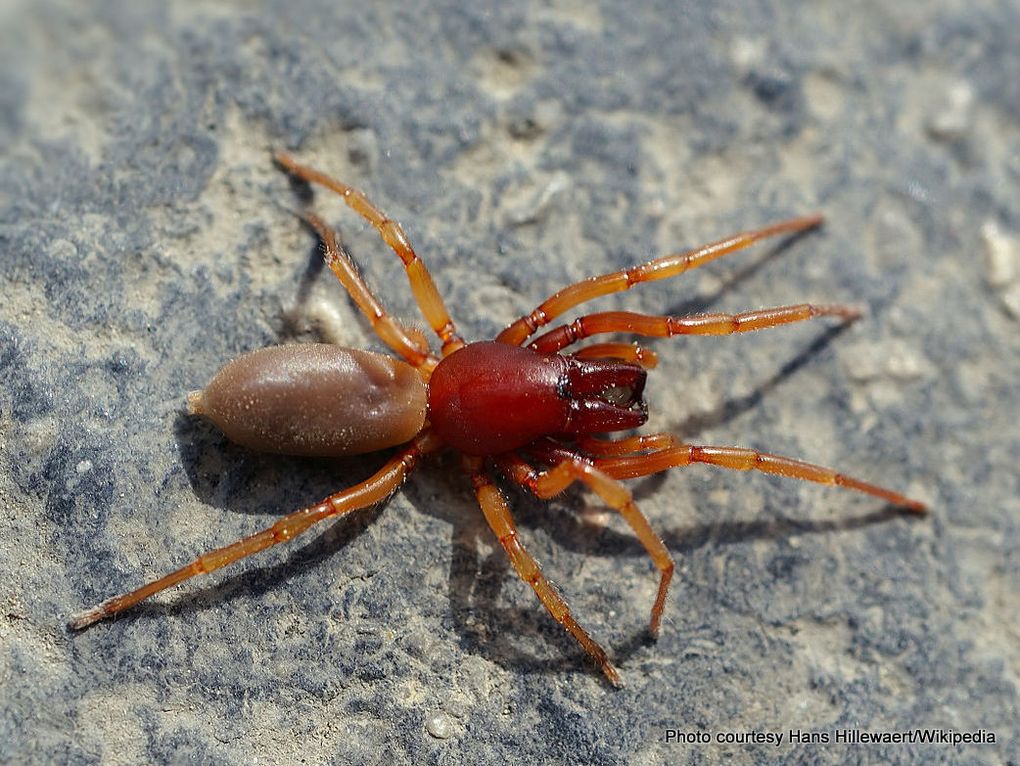 Phil Bendle Collection:Slater spider (Dysdera crocata) - CitSciHub