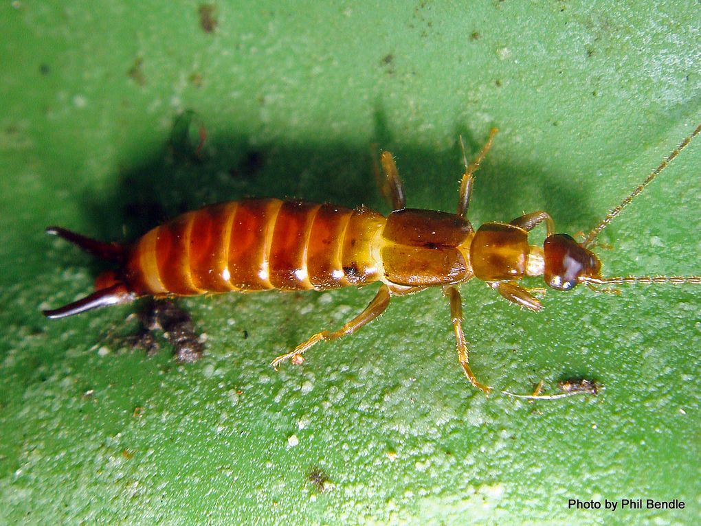 Phil Bendle Collection:Earwig (Native) Nesogaster halli - CitSciHub
