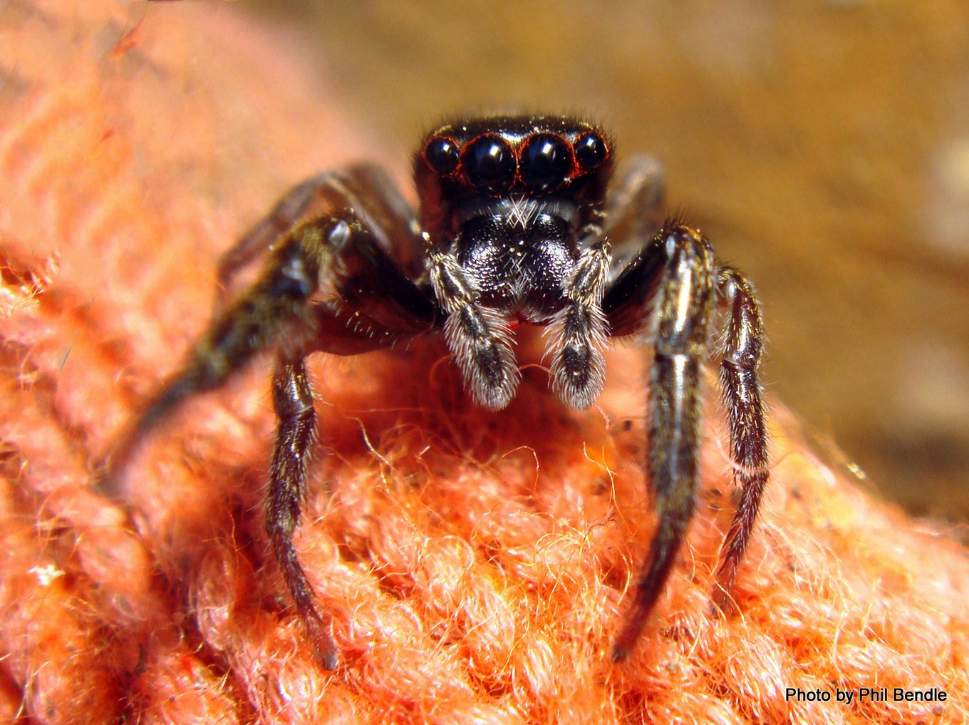 Phil Bendle Collection:Jumping spider (Hypoblemum albovittatum) House ...