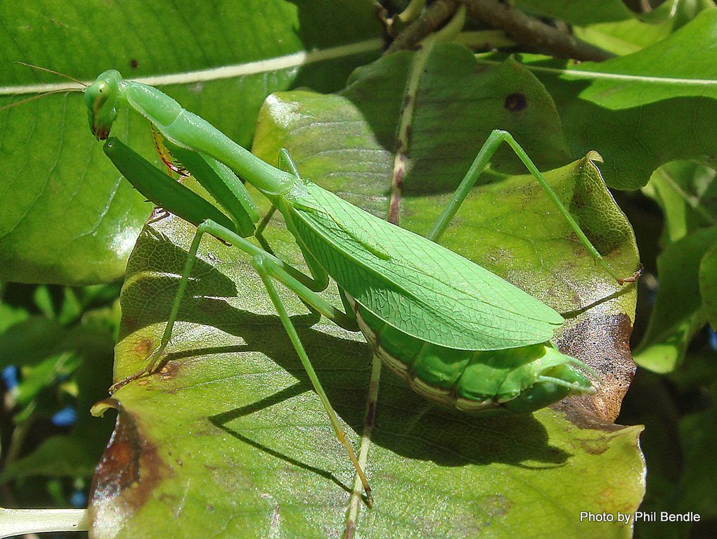 Phil Bendle Collection:Praying mantis (African) Miomantis caffra ...