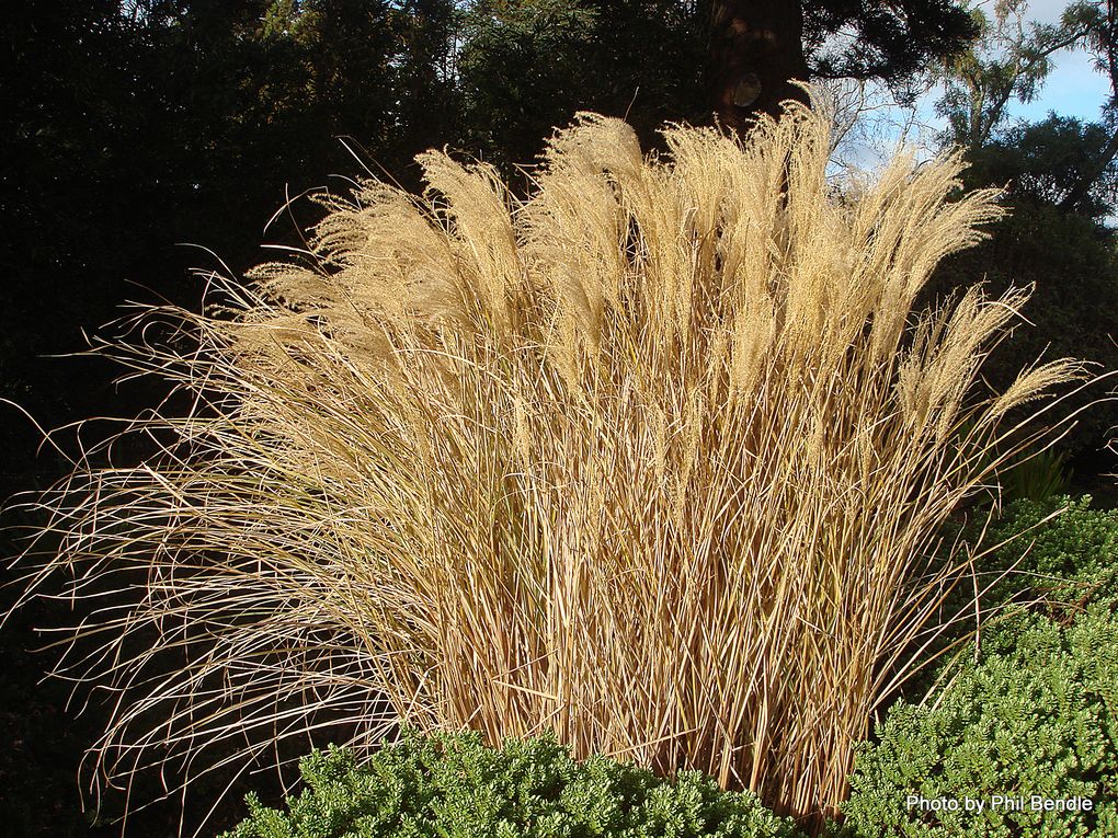 Phil Bendle CollectionMiscanthus sinensis (Chinese silver grass) Exotic CitSciHub