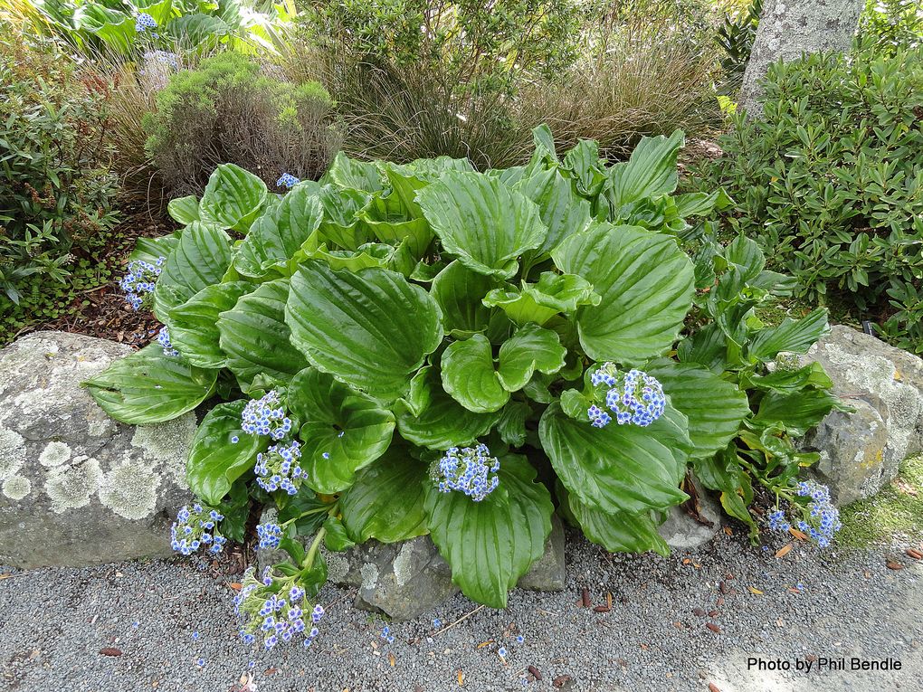 Phil Bendle CollectionMyosotidium hortensia (Chatham Islands