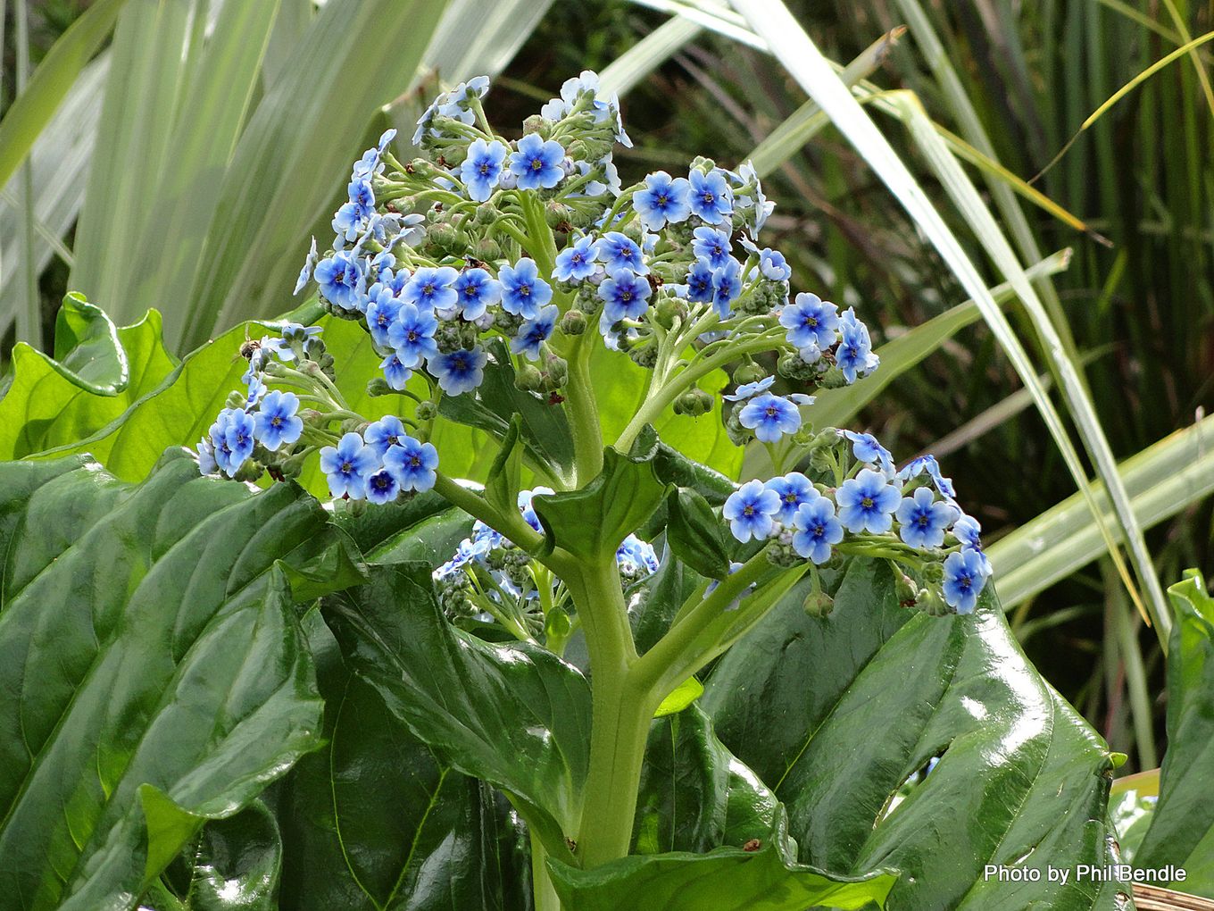Phil Bendle CollectionMyosotidium hortensia (Chatham Islands