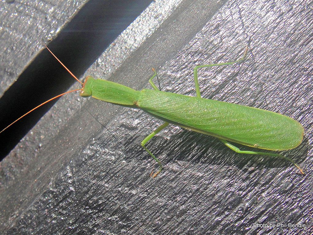 Phil Bendle Collection:Praying mantis (New Zealand) Orthodera ...