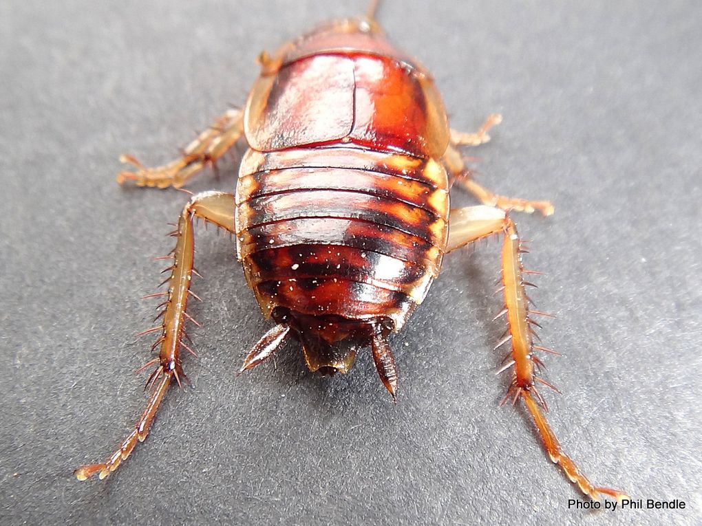 Phil Bendle Collection:Cockroach (Native Bush) Celatoblatta spp ...