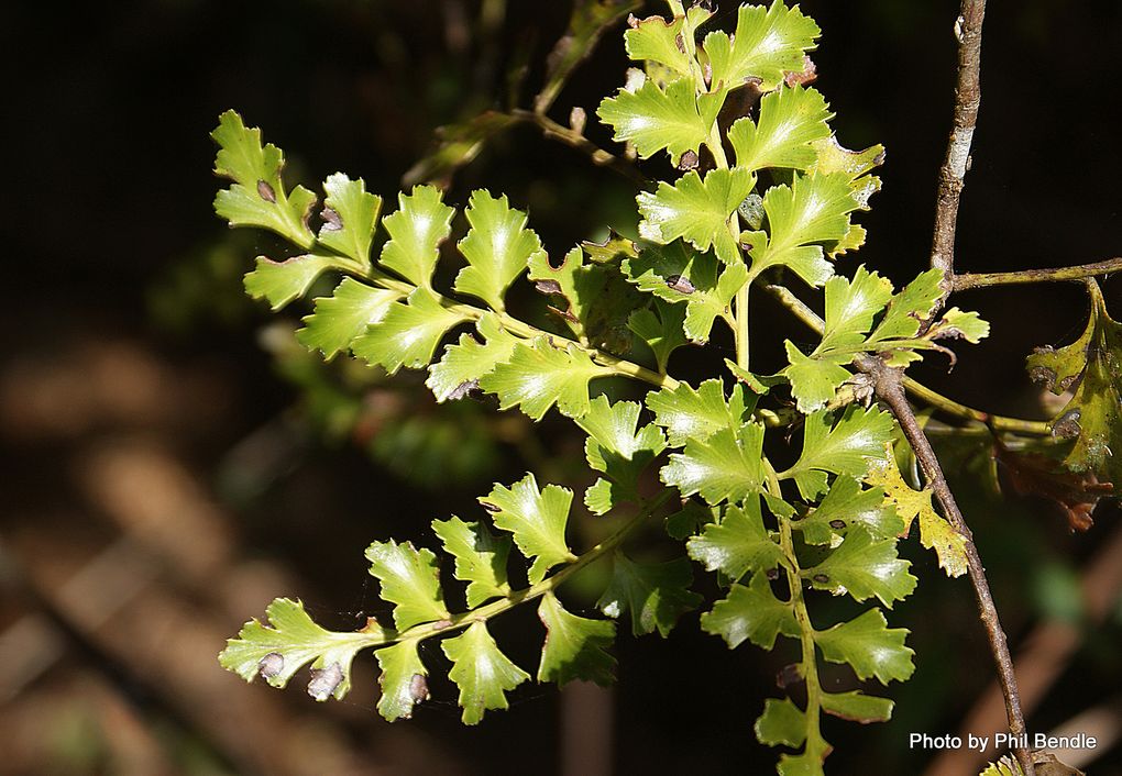 Phil Bendle Collection:Phyllocladus trichomanoides (Tanekaha) - CitSciHub