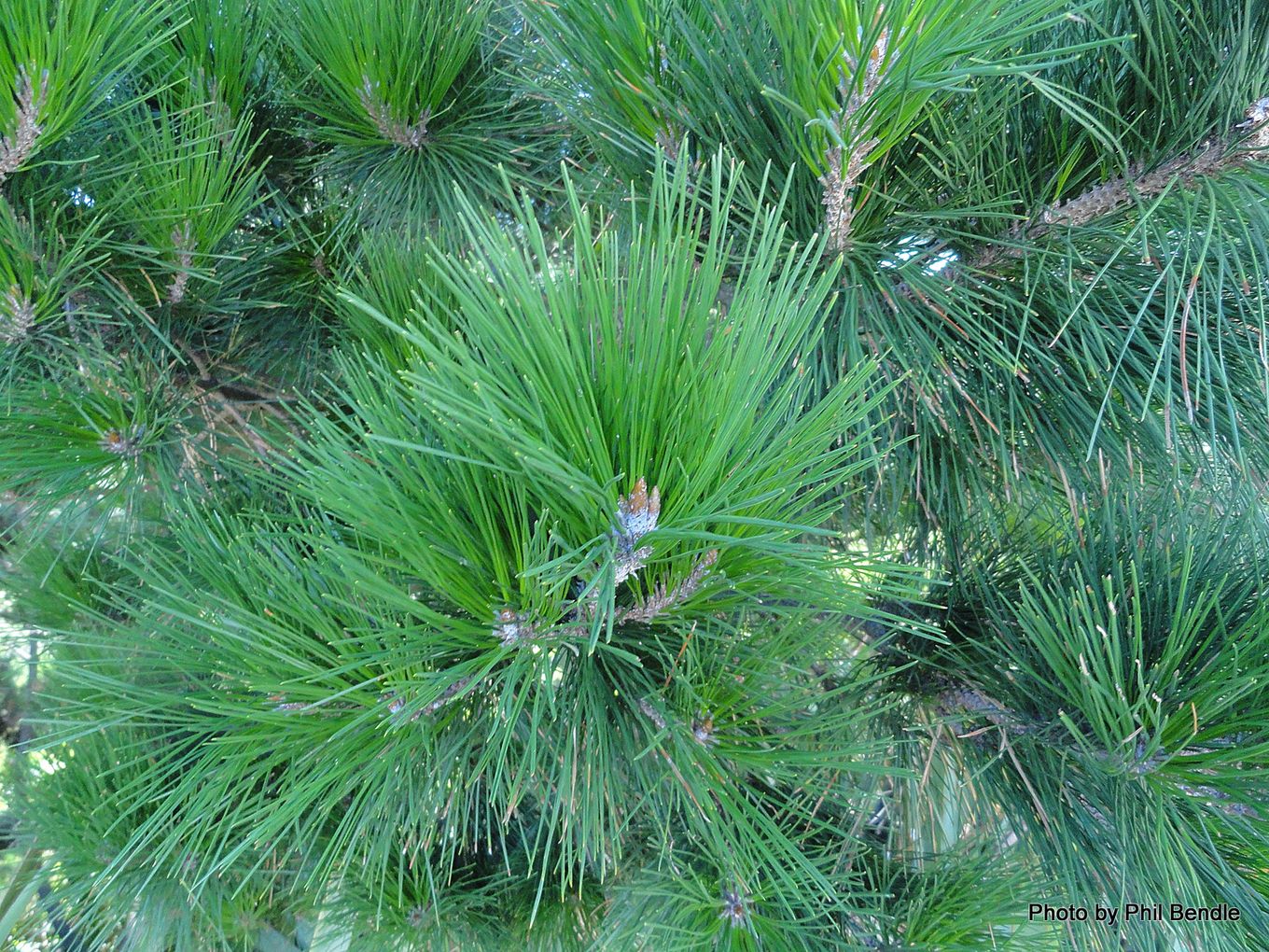 Phil Bendle Collection:Pinus radiata (Radiata Pine) . - CitSciHub