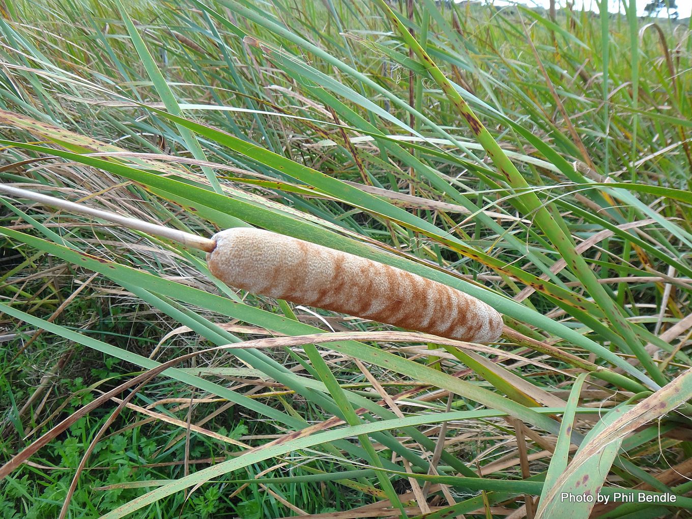 Phil Bendle Collection:Typha orientalis (Bulrush) - CitSciHub