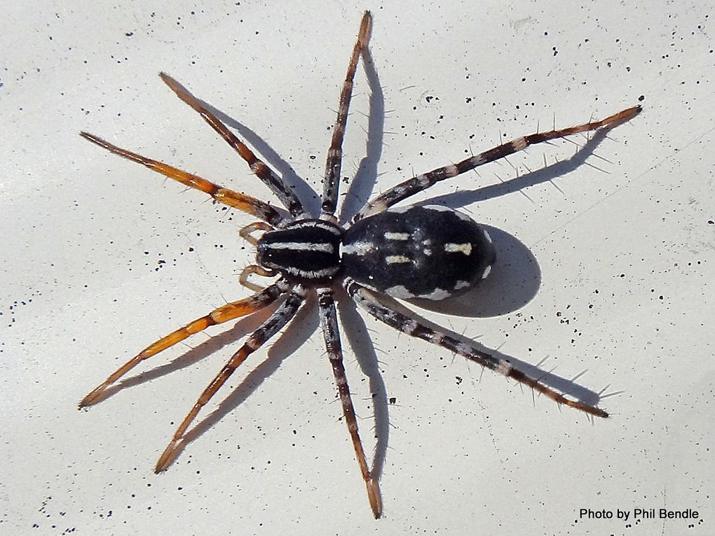 Phil Bendle Collection:Spotted Ground Swift Spider (Nyssus coloripes ...